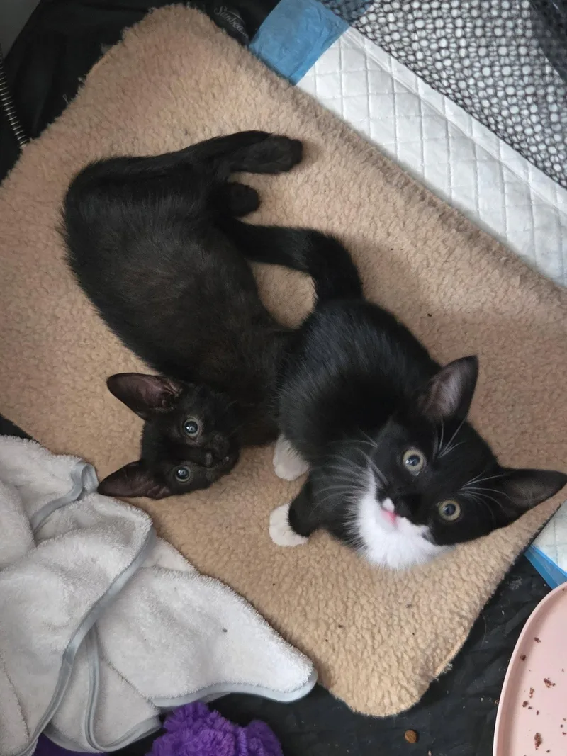 A young medium-sized male Black Domestic Short Hair cat named A Pip Pip Purray for adoption in Camden, SC