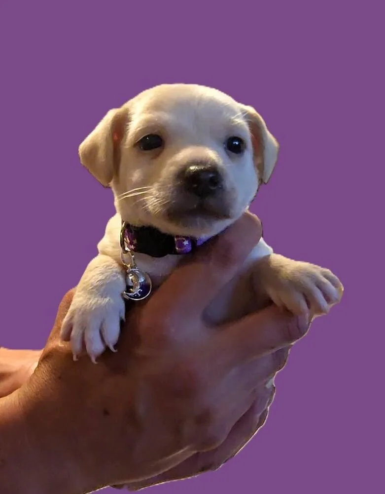 Solider Boy thumbnail 3