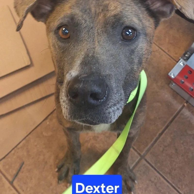 An adult large-sized male Brindle American Staffordshire Terrier dog named Dexter for adoption in Madill, OK