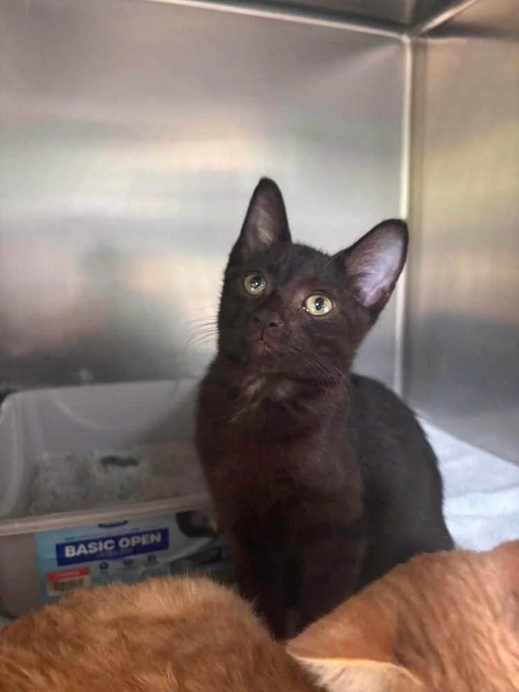 A baby small-sized male Black Domestic Short Hair cat named Dexter for adoption in Statesboro, GA