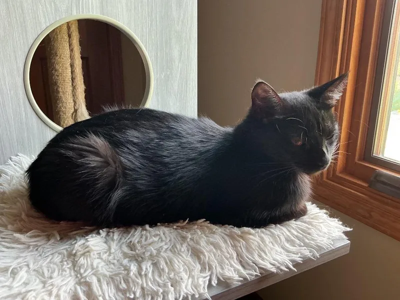 A young medium-sized female Black Domestic Short Hair cat named Onyx Talksalot for adoption in Shawnee, KS
