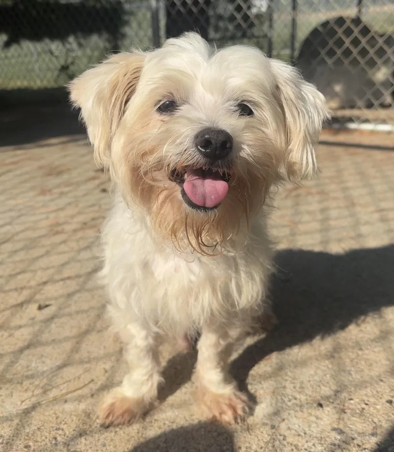 A senior small-sized male White / Cream Mixed Breed dog named Stanley for adoption in Kearneysville, WV