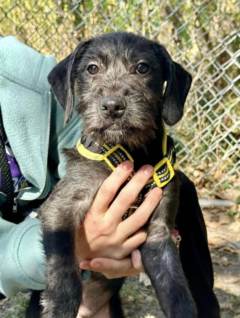 A baby medium-sized male Mixed Breed dog named Saxton for adoption in Hobart, IN