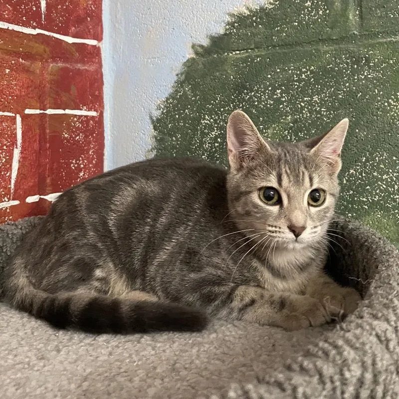 Tuna
