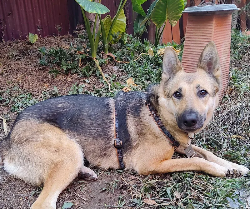 A young medium-sized female Merle (Blue) German Shepherd Dog dog named Petal for adoption in Lafayette, CA