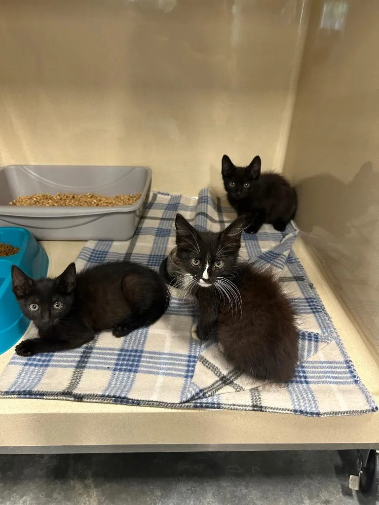 A baby small-sized female Domestic Short Hair cat named Eleanor for adoption in Gautier, MS
