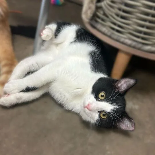 A young medium-sized female Black Domestic Short Hair cat named Moo Winnie Moo for adoption in Davenport, IA