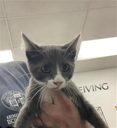 An adult small-sized male Domestic Short Hair cat named Beal for adoption in Van Nuys, CA