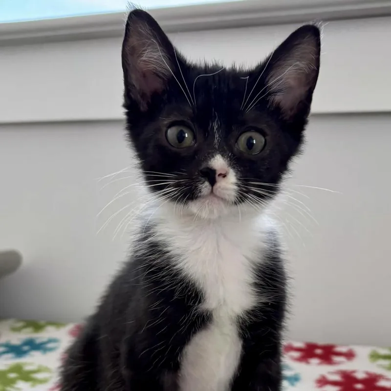 A baby small-sized female Black Domestic Short Hair cat named Dorothy Zbornak for adoption in Brownsboro, AL