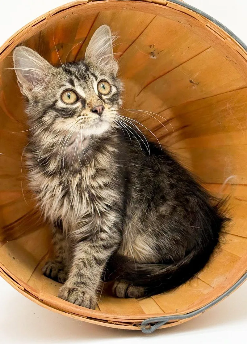 A baby small-sized male Tabby (Brown / Chocolate) Maine Coon cat named Oscar is our mini for adoption in Bedford Hills, NY