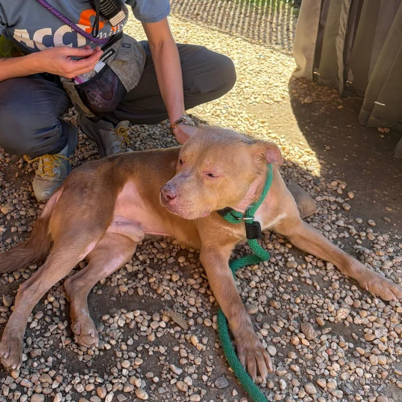A senior medium-sized male Yellow / Tan / Blond / Fawn Pit Bull Terrier dog named Gaara for adoption in Philadelphia, PA