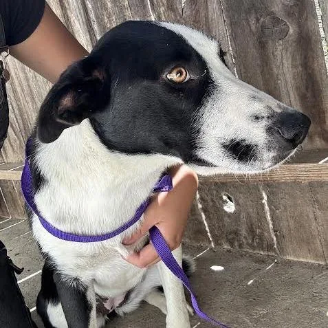 An adult medium-sized female Black Border Collie dog named Adelaide for adoption in Sonoma, CA
