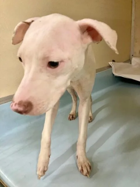A young medium-sized male Brown / Chocolate Mixed Breed dog named July for adoption in Cincinnati, OH
