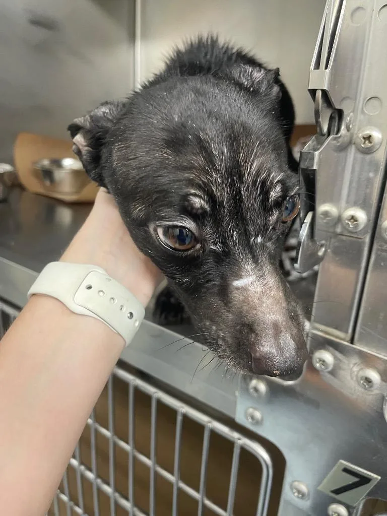 A young small-sized male Mixed Breed dog named SweetPea for adoption in Cartersville , GA
