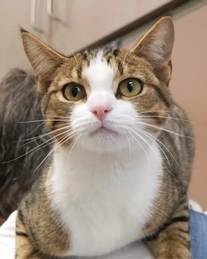 An adult medium-sized female Domestic Short Hair cat named Miley Cyrus for adoption in Fishers, IN