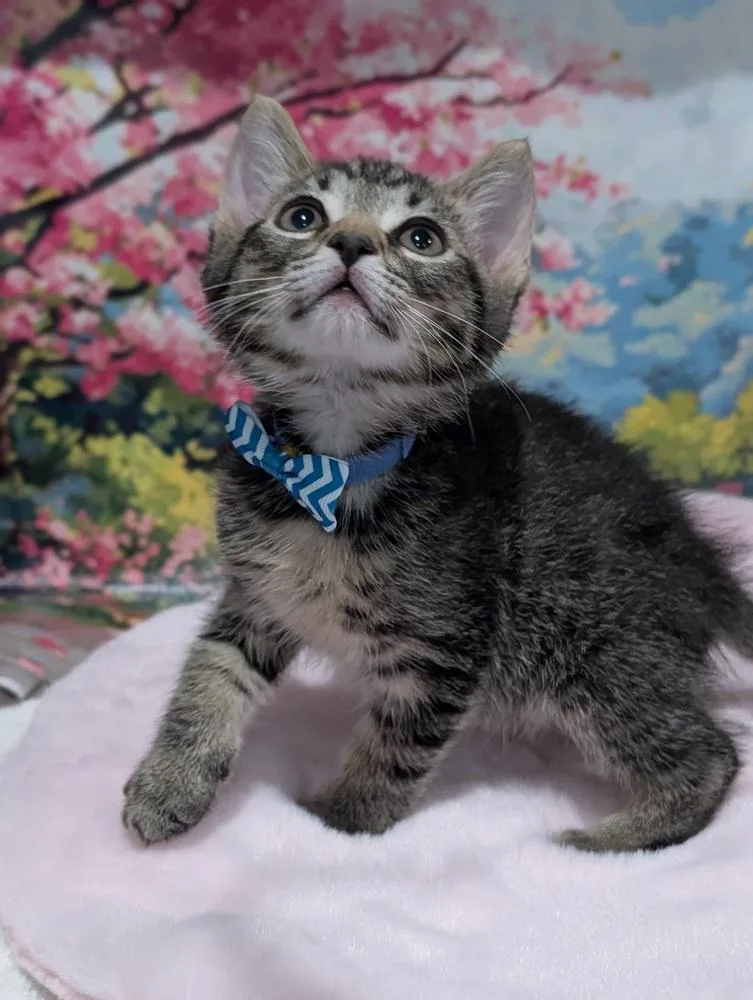 A baby small-sized male Brown / Chocolate Tabby cat named Purrno Mars for adoption in Fremont, CA