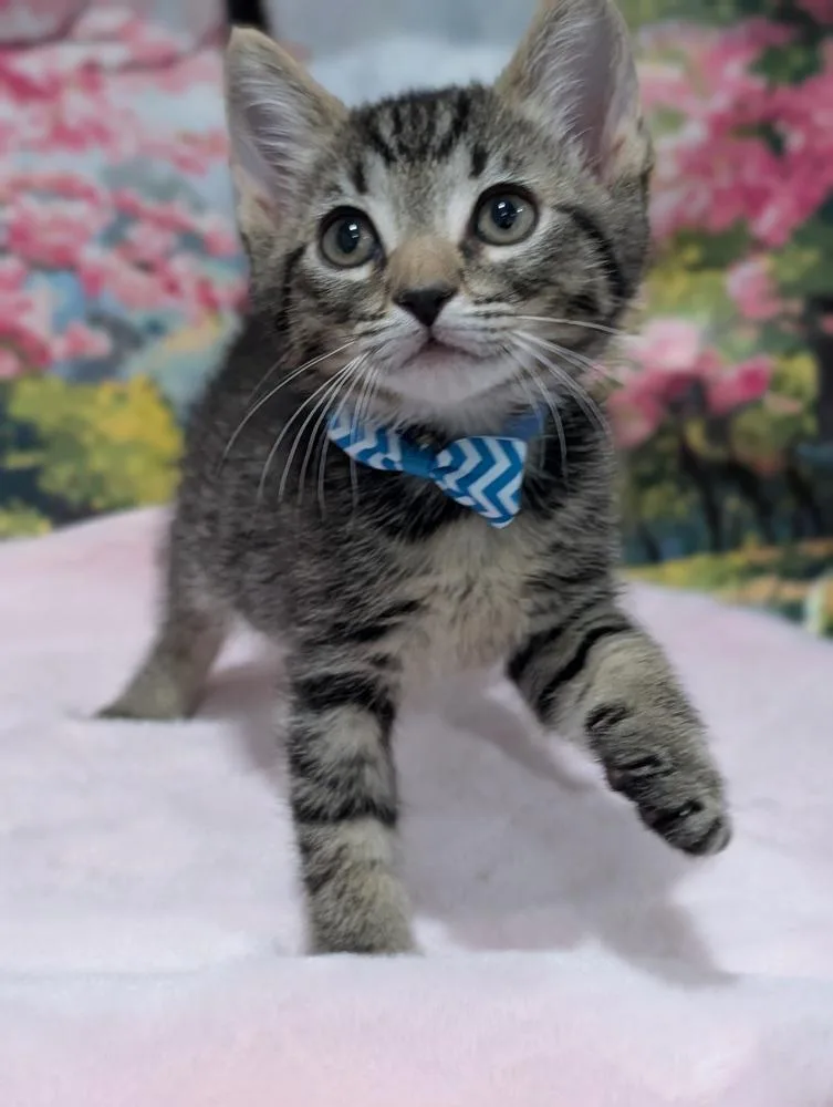 Purrno Mars thumbnail 2