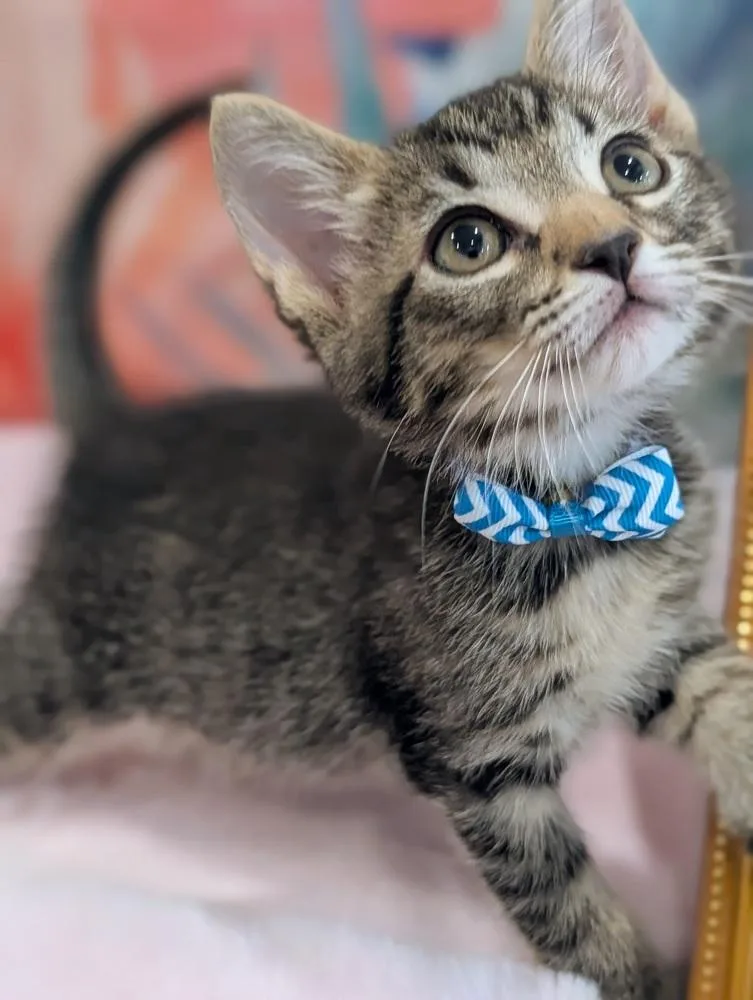 Purrno Mars thumbnail 4
