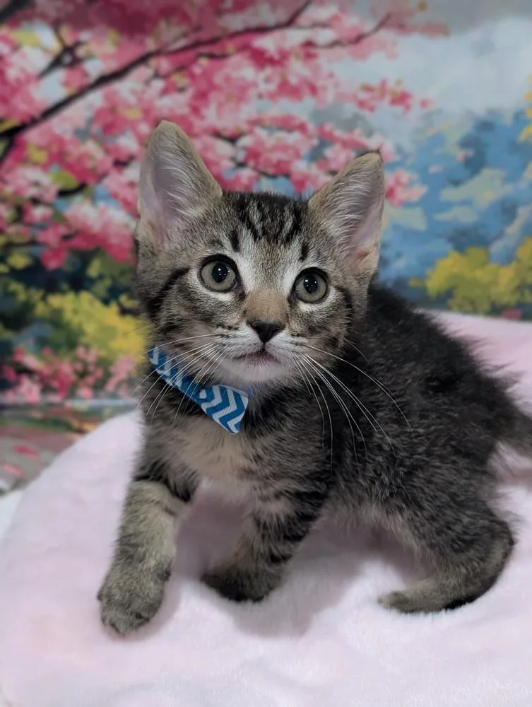 Purrno Mars thumbnail 5