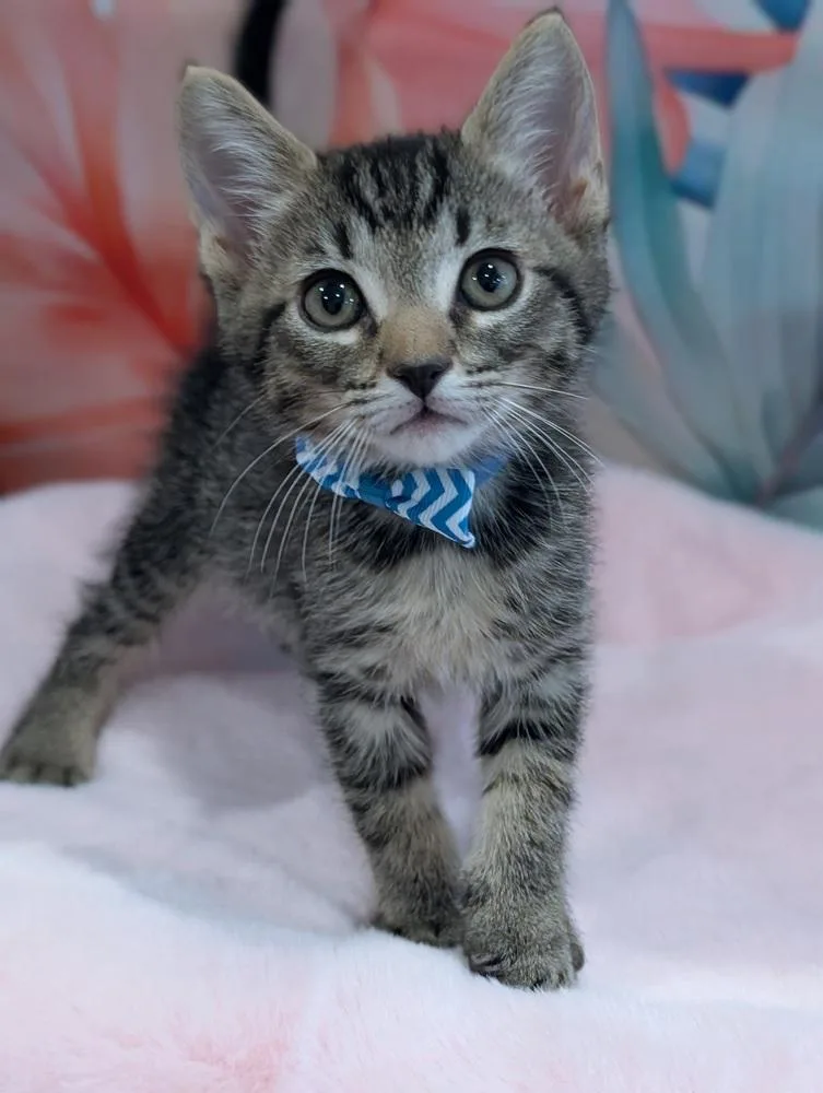 Purrno Mars thumbnail 6