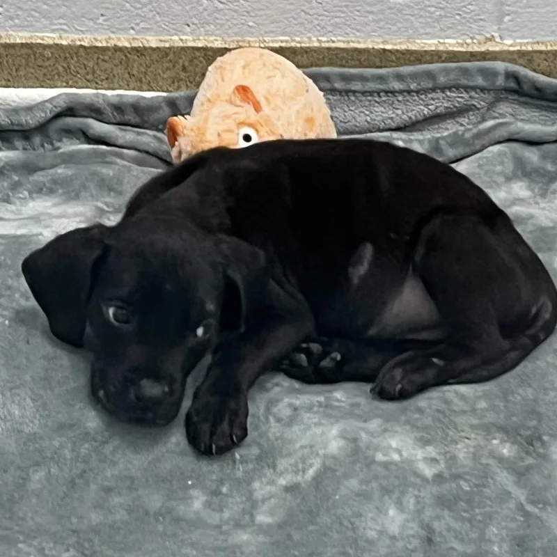 A baby small-sized male Black Mixed Breed dog named Freddy for adoption in West Palm Beach, FL