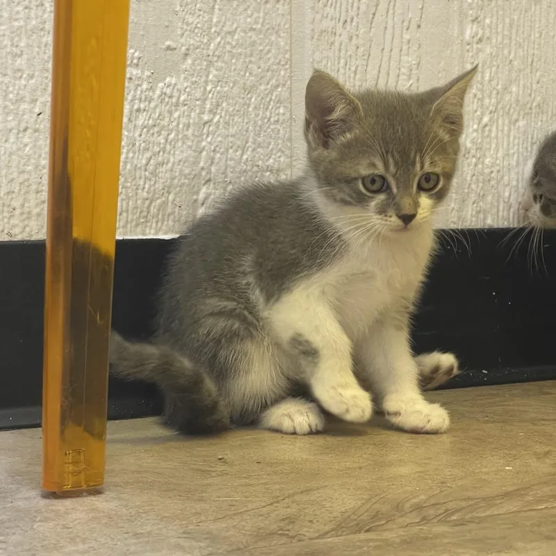 A baby small-sized male Gray / Blue / Silver Domestic Short Hair cat named Brooks for adoption in Tulsa, OK