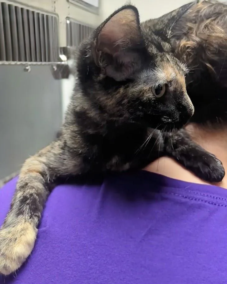 A baby large-sized female Tortoiseshell Domestic Short Hair cat named Isabella for adoption in Springfield, IL