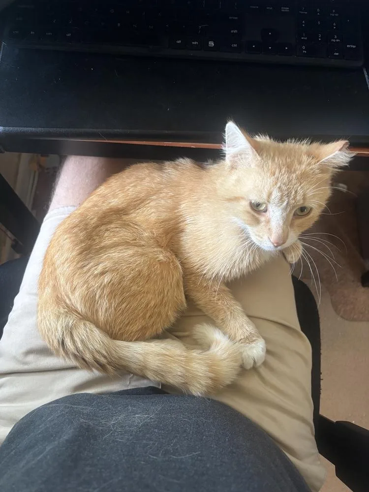 A young medium-sized male Domestic Short Hair cat named Ronald for adoption in Ferndale, MI