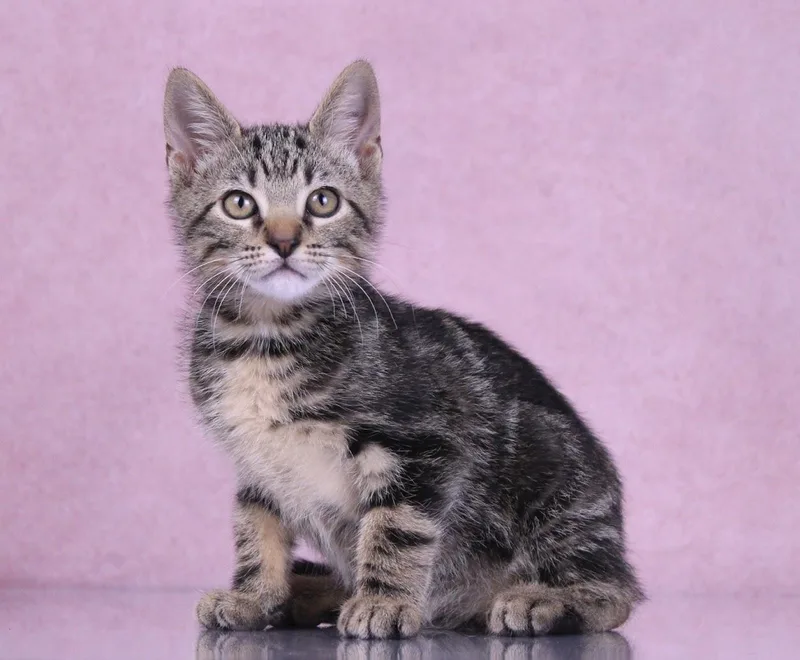 A baby medium-sized male Tabby (Gray / Blue / Silver) Domestic Short Hair cat named Bagel for adoption in Tuscaloosa, AL