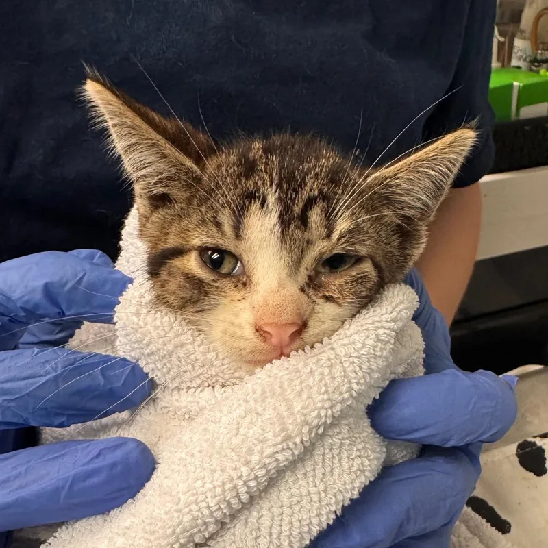 A baby small-sized male Domestic Short Hair cat named Barrel for adoption in Birdsboro, PA