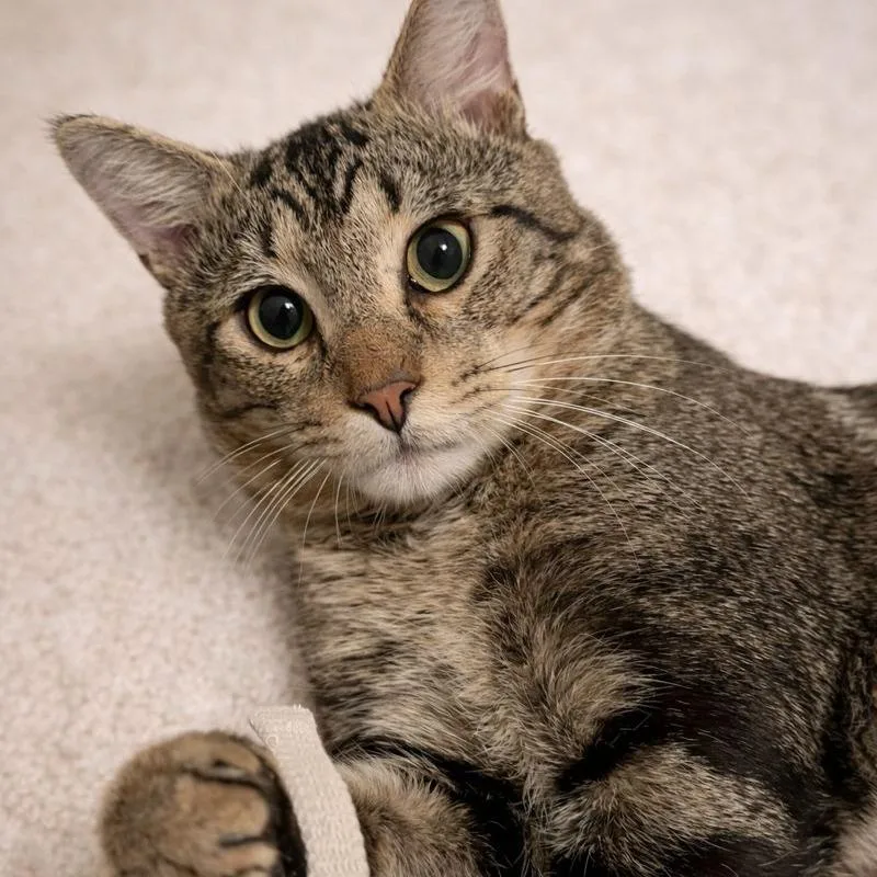 Tenderloin thumbnail 2