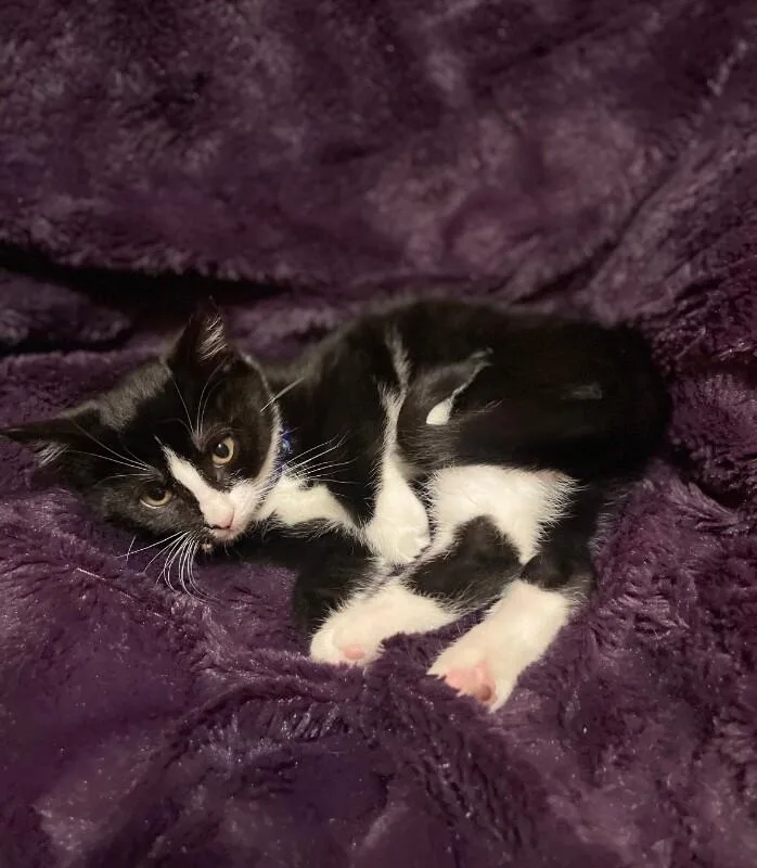 A young medium-sized female Black Domestic Short Hair cat named Noodle for adoption in North Babylon, NY