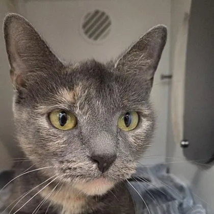 An adult medium-sized female Domestic Short Hair cat named Snickers for adoption in Voorhees, NJ