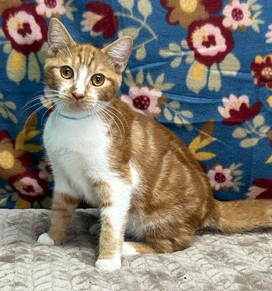 An adult medium-sized male Orange & White Domestic Short Hair cat named Mochi for adoption in Wetumpka, AL