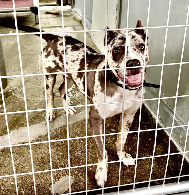 A baby medium-sized female Mixed Breed dog named Lilah for adoption in Oxford, MI