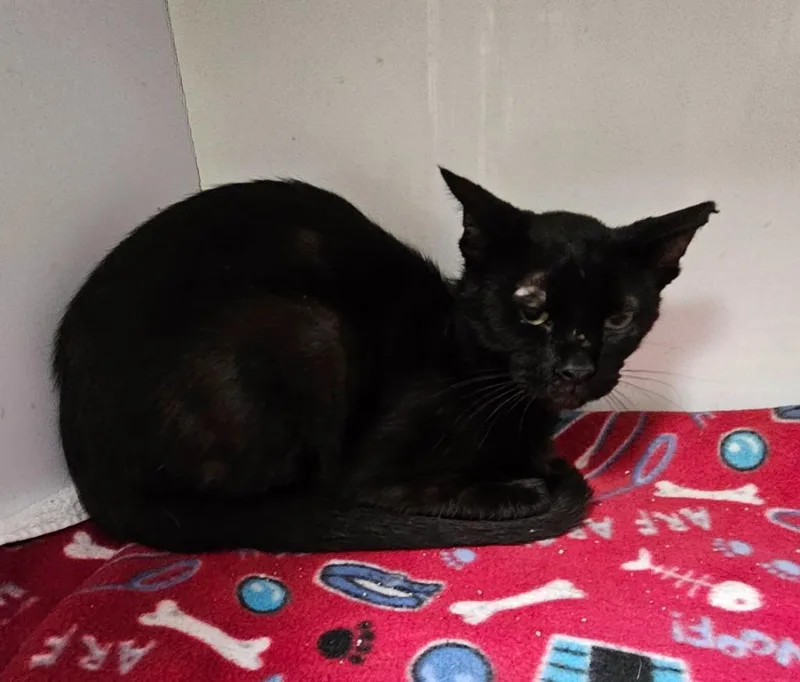 A young medium-sized male Domestic Short Hair cat named Richard for adoption in Wabash, IN