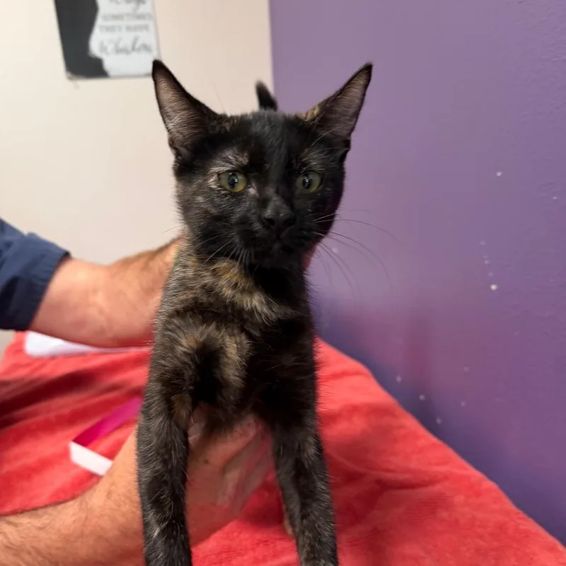 A baby small-sized female Black Domestic Short Hair cat named Jade for adoption in Englewood, FL