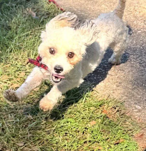 An adult small-sized male Maltese dog named Charlie for adoption in Jackson, LA