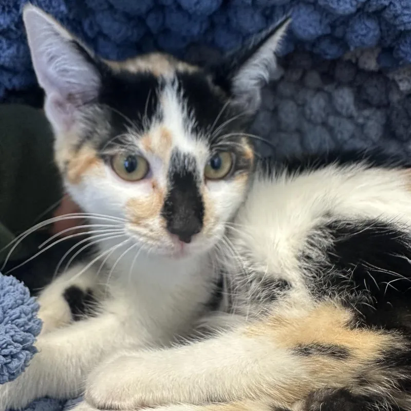 A young small-sized female Domestic Short Hair cat named Highlighter for adoption in Park City, UT