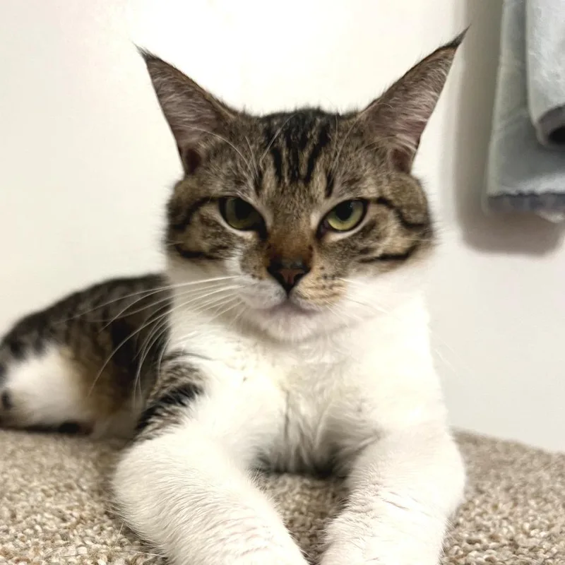 An adult small-sized male Brown / Chocolate Domestic Short Hair cat named Max for adoption in Long Beach, CA