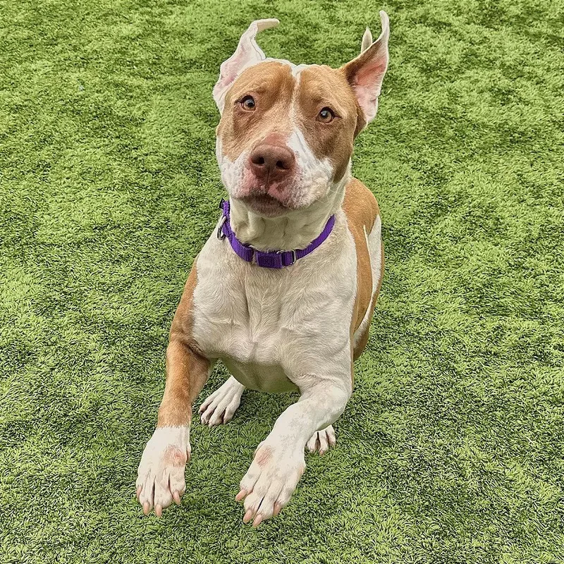 An adult medium-sized female Brown / Chocolate Pit Bull Terrier dog named Coriander for adoption in Matteson, IL