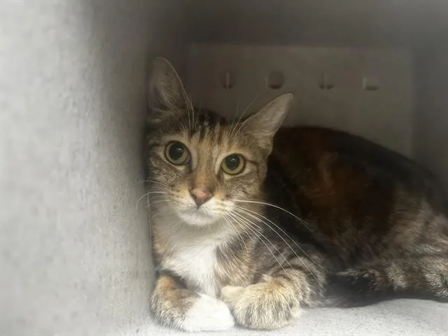 A young medium-sized female Domestic Short Hair cat named Akiko for adoption in Baldwin Park, CA
