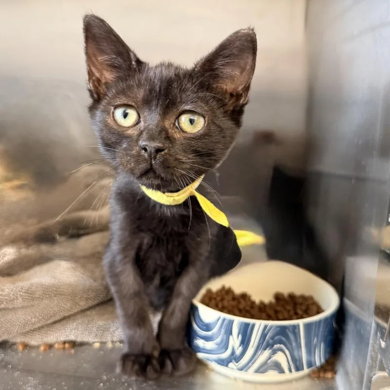 A baby small-sized female Black Domestic Short Hair cat named Nacho Cheese for adoption in Palm Springs, CA