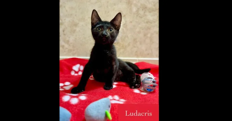 A baby small-sized male Domestic Short Hair cat named Ludacris for adoption in Chalfont, PA