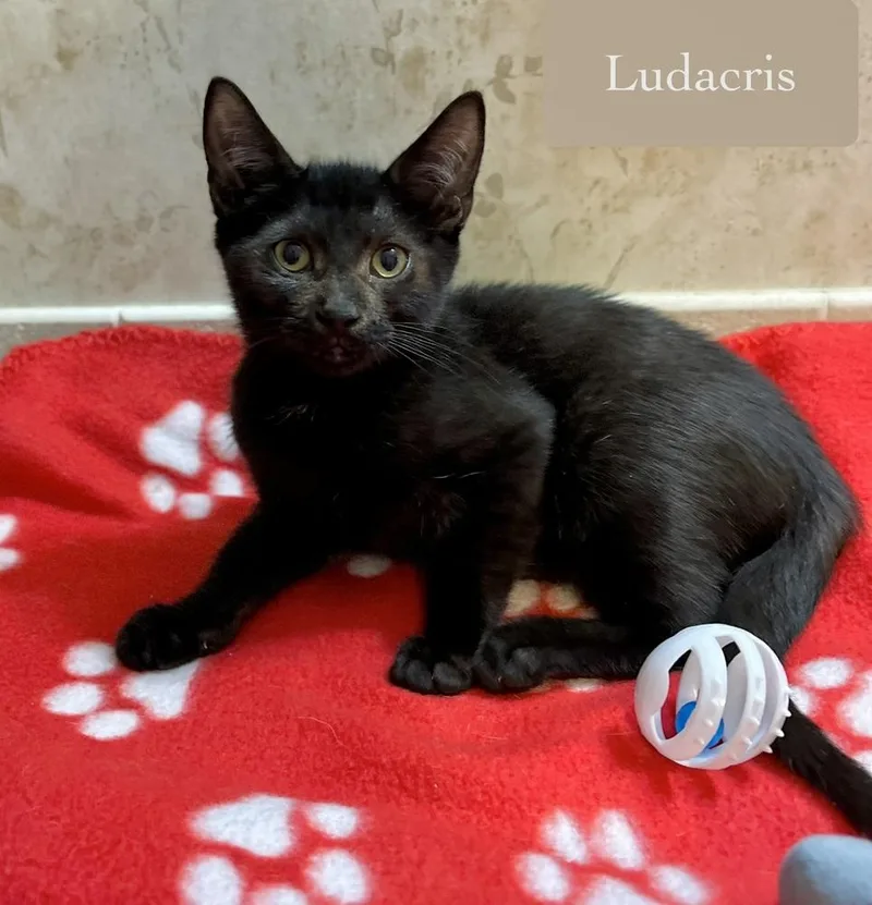 Ludacris thumbnail 3