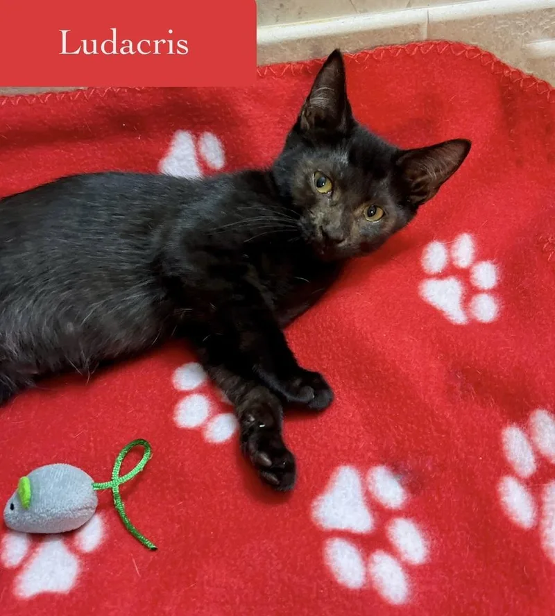 Ludacris thumbnail 4