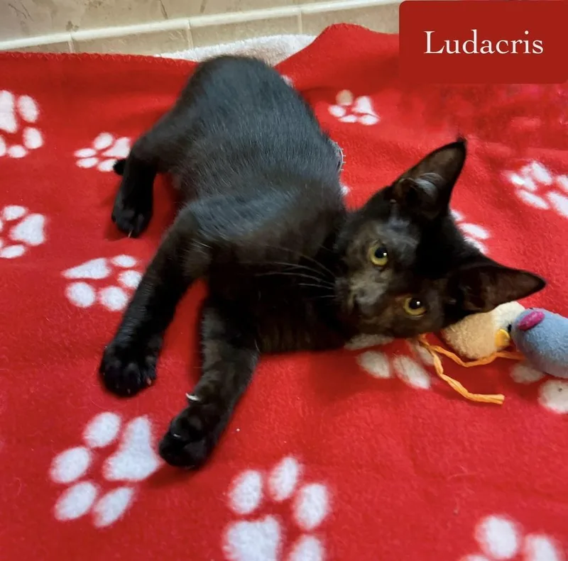 Ludacris thumbnail 5