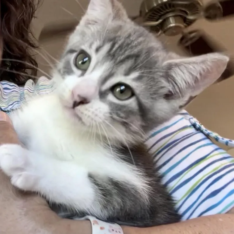 A young large-sized male Tabby (Gray / Blue / Silver) Tabby cat named Morningwood for adoption in Greenfield, CA