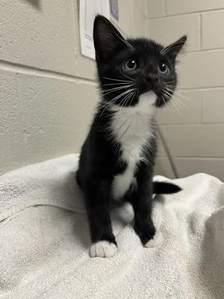An adult small-sized male Domestic Short Hair cat named Kurumi for adoption in Fairfax, VA