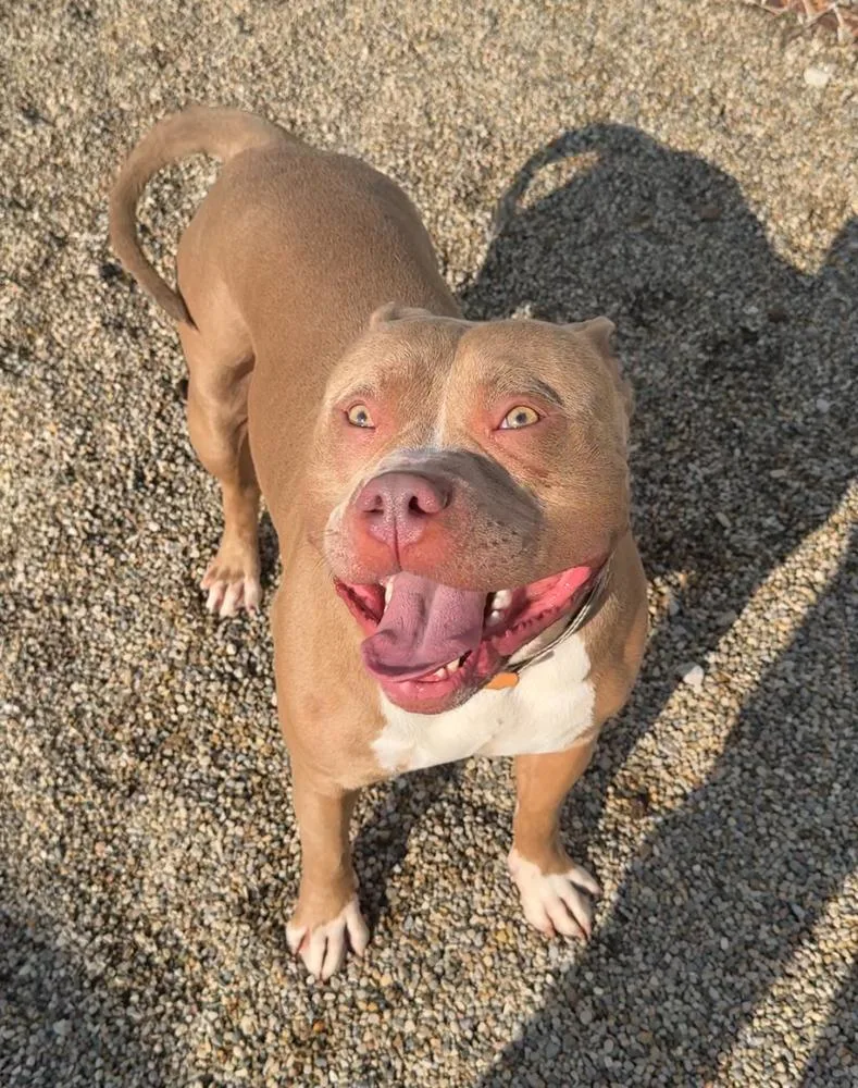 An adult large-sized male American Bully dog named Bolt for adoption in Rochester, IN